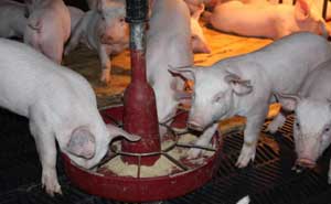 Granja Porcina Topoyanes usa el excremento de cinco mil cerdos para generar electricidad  a través del biogas