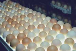 El único buen huevo de una reproductora es un huevo fertilizado