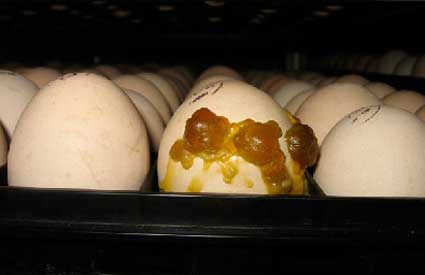 Una sustancia amarilla espumosa permite reconocer un huevo detonador potencial