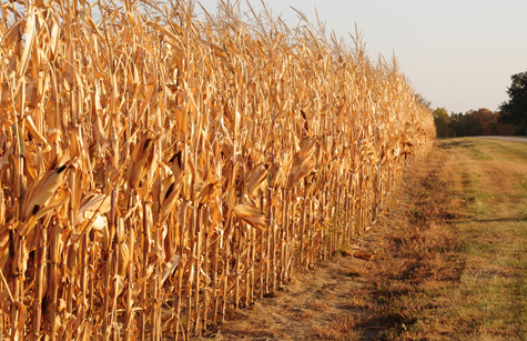 El clima tiene un impacto importante en producir micotoxinas en los granos