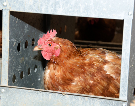 sistema de piso para ponedoras y ventilacion