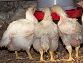 salud intestinal del pollo de engorde, el sitio avicola