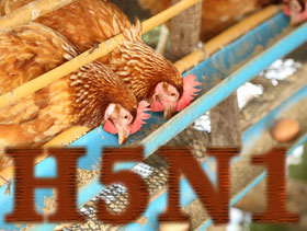 H5N1, gripe aviar, el sitio avicola, chris wright