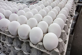  produccion de huevo en mexico 2014