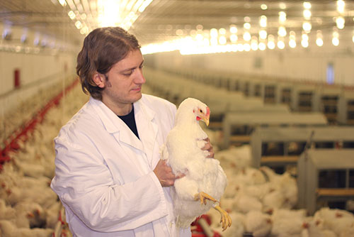  gripe aviar en la granja, influenza aviar, el sitio avicola