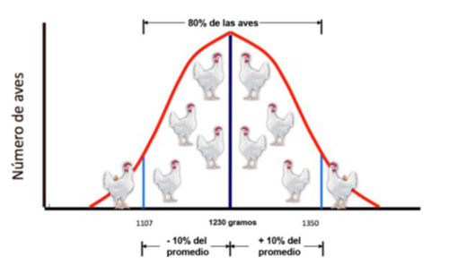 Hyline, reproductoras, el sitio avicola
