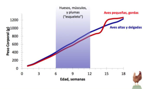 desarrollo de peso en reproductoras, el sitio avicola