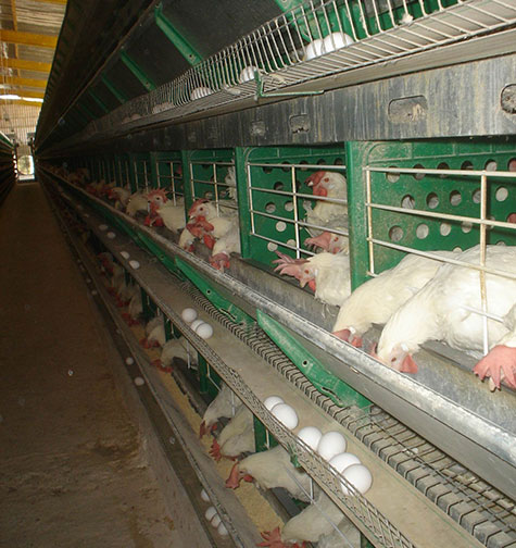 sector avicola en centroamerica y caribe, chris wright, editor de el sitio avicola