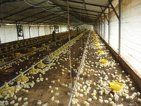 sector avicola en centroamerica y caribe, chris wright, el sitio avicola