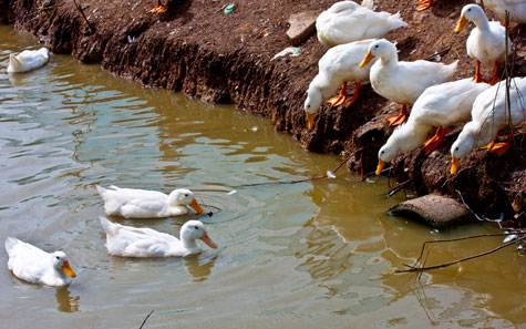 el papel de patos en gripe aviar