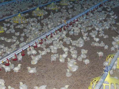 produccion de pollo de engorde