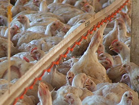 consumo de agua en pollos, el sitio avicola, chris wright