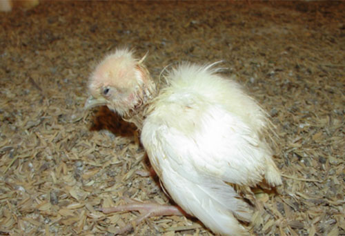 nutricion de pollitas, chrs wright, el sitio avicola