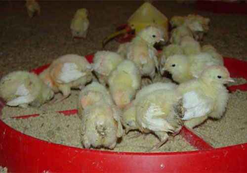  nutricion para pollitas, el sitio avicola, chris wrigh