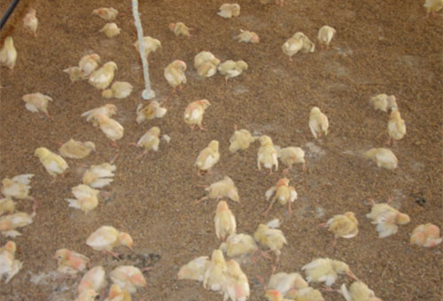 pollitas de postura, chris wright, elsitioavicola