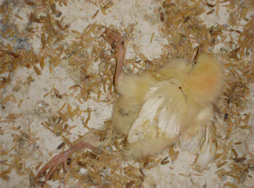 pollitas de postura, el sitio avicola, chris wrigh