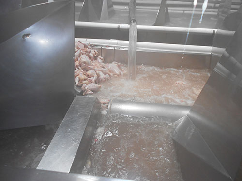  procesamiento de pollo