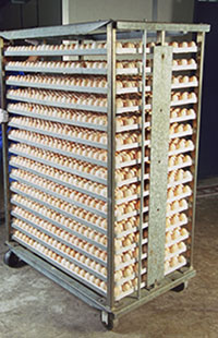incubadoras multietapa, el sitio avicola