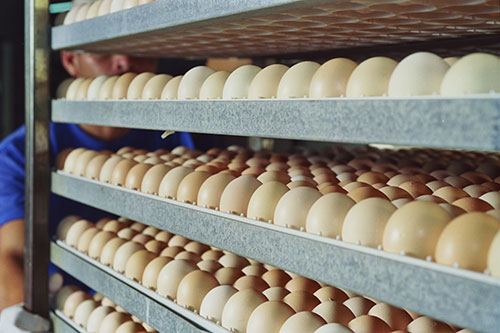 incubadoras multietapa