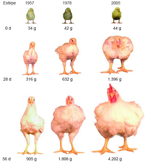 el crecimiento del pollo de engorde