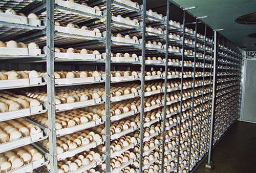 incubacion de pollitos, el sitio avicola