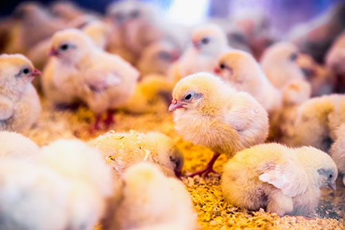 reproductoras Cobb 500 de emplume rapido