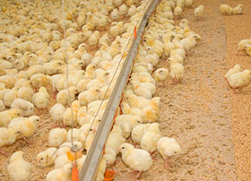 nutricion de pollo-el sitio avicola-chris wrigh