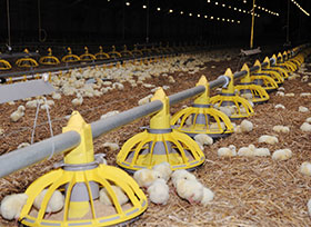 nuticion de pollos-el sitio avicola-chris wright