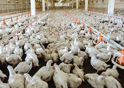 nutricion de pollos-uso de canola en pienso-el sitio avicola-chris wright