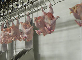  procesamiento de pollo-el sitio avicola-chris wright-Panama--Melo