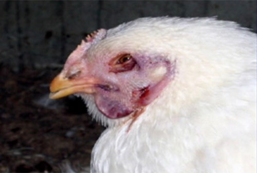 -influenza aviar, H5N2, gripe aviar-el sitio avicola