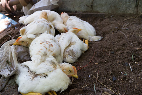 influenza aviar- el sitio avicola