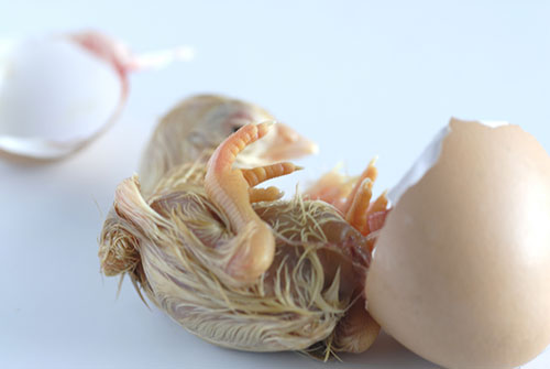 manejo de incubadoras