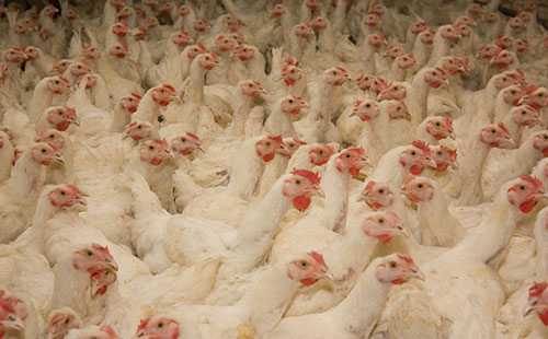 bacteria en granjas de pollo