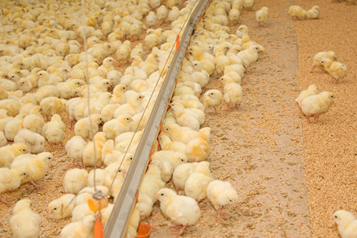 control de bacteria en granjas de pollo de engorde