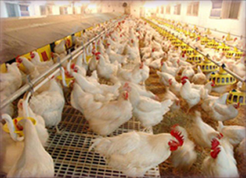pododermatitis en pollos de engorde