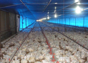 temperatura y produccion de pollo, el sitio avicola