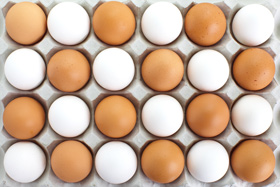calidad de huevo, nutricion de ponedoras, el sitio avicola