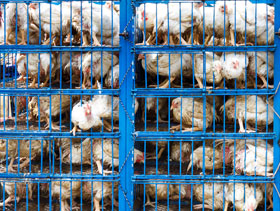 Transporte de pollos, elsitioavicola