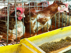 nutricion de gallinas, El Sitio Avicola