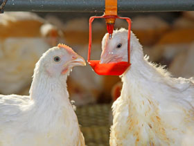 Bebederos de pollos El Sitio Avicola