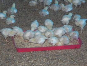 nutrición de pollitos  el sitio avicola