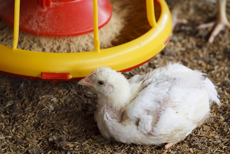 nutricion de los pollos