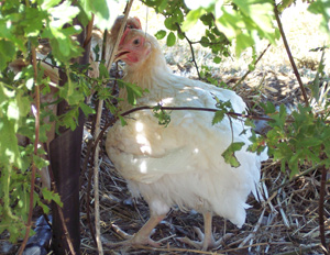 dietas organicas para pollos, el sitio avicola