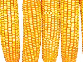 Cargill dice que Brasil pierde la corona del maíz, pero sigue siendo un gran proveedor 