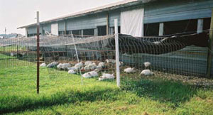 Small poultry producers often provide outdoor access.