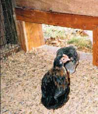 Chicks can pick up oocysts both indoors and on pasture.
