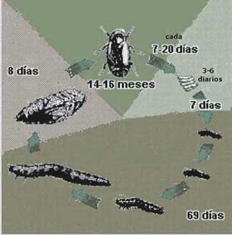 Ciclo de vida de Alphitobius diaperinus