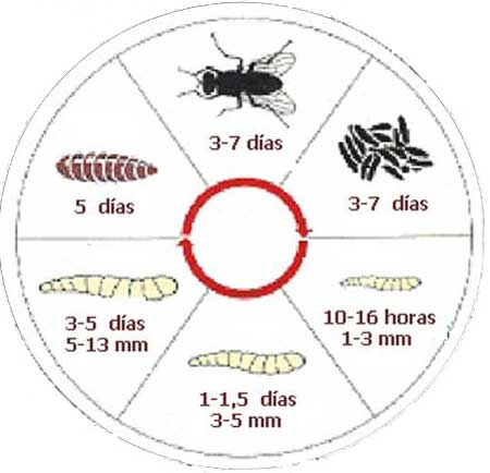 Ciclo de vida de la mosca doméstica