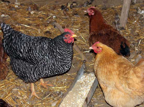 Entre los pollos de doble propósito mostrados en la foto, se incluyen las razas: Barred Plymouth Rock, Rhode Island Red y Orpington 